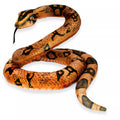 Coiled python snake with distinctive pattern