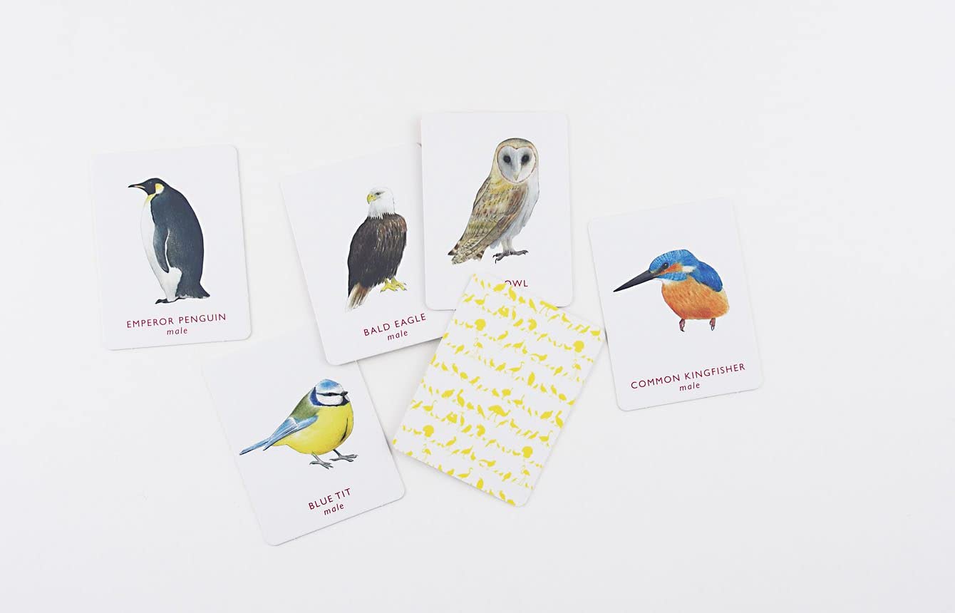 Chronical Books: A Memory Game: Match a Pair of Birds sample