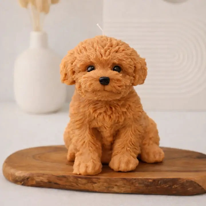 Golden Doodle Puppy 