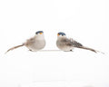 Bird clip on ornaments